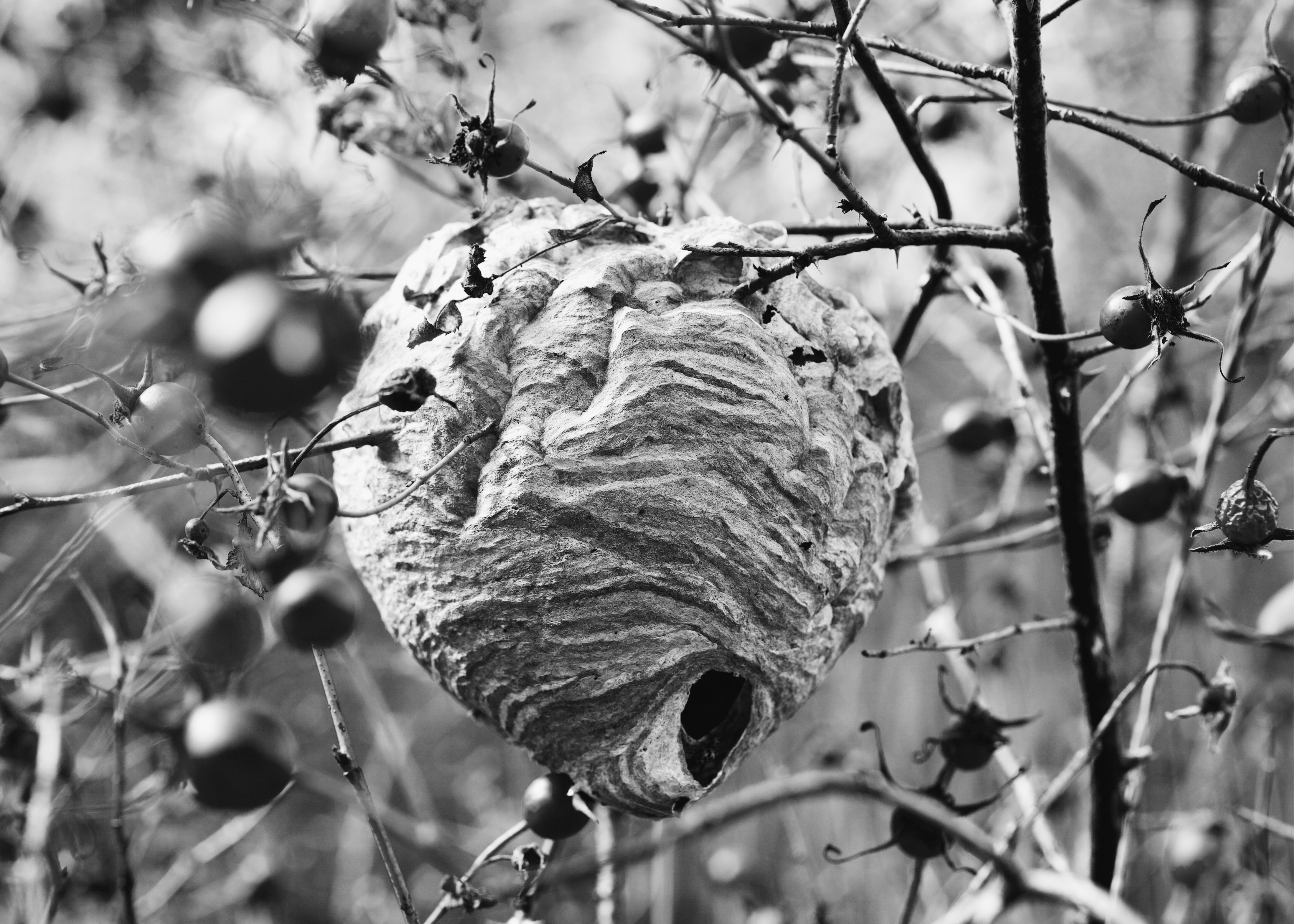 Textures of Transition