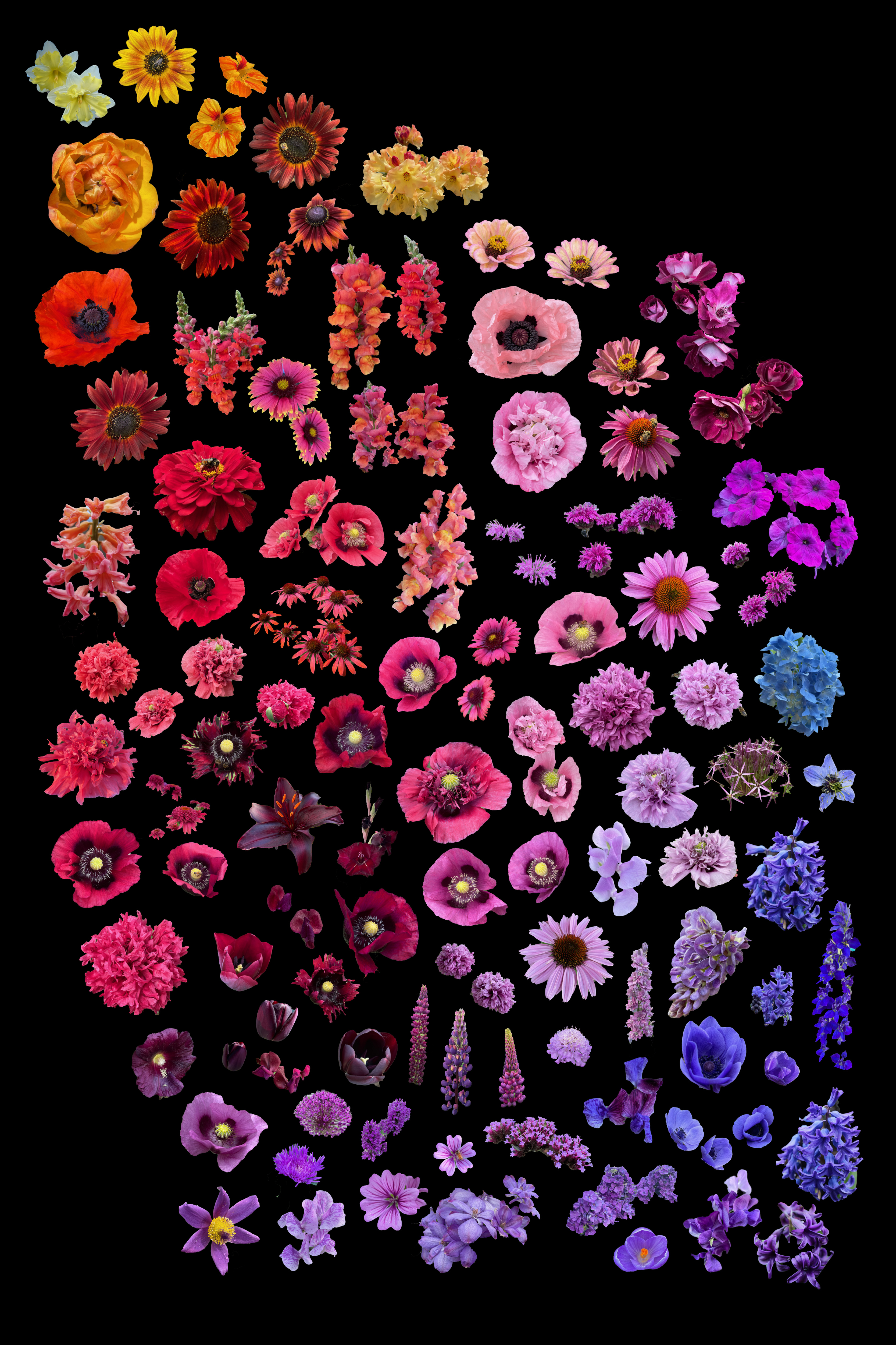 Kaleidoflora